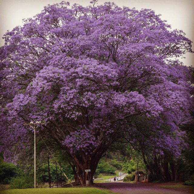 Can you smell it? 
Massive Jacaranda Tree.
.
.
.
 #southafrica #travelsouthafrica #southafricantourism #nature #beautyfuldestinations #travelgram #travelphotography #getout #justgoshoot #instagood #picoftheday #photooftheday #welivetoexplore #lovewilderness
#agameoftones #diewocheaufinstagram #moodygrams #nature #beautyfuldestinations
______________________________________
PLEASE:
👍 Like/Comment/Tag
💬 Share your thoughts
✅ check my page (link in bio)
______________________________________